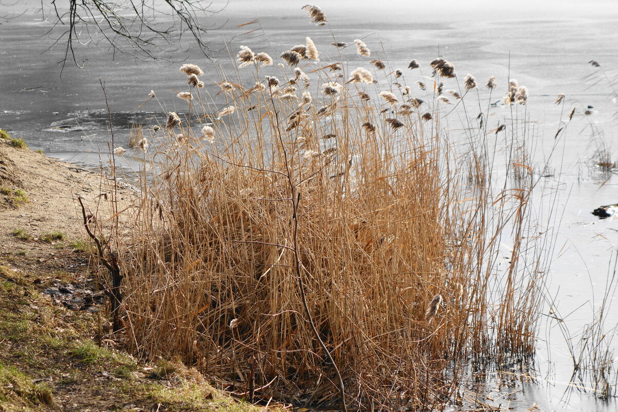 Февральские зарисовки - Маргарита Батырева Февральские зарисовки - Маргарита Батырева