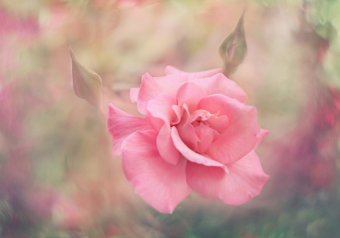 *** - Viktoria Anufrieva *** - Viktoria Anufrieva