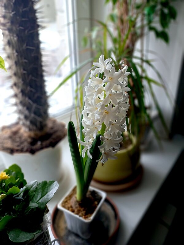 Гиацинт учуял запах весны - Сеня Белгородский Гиацинт учуял запах весны - Сеня Белгородский