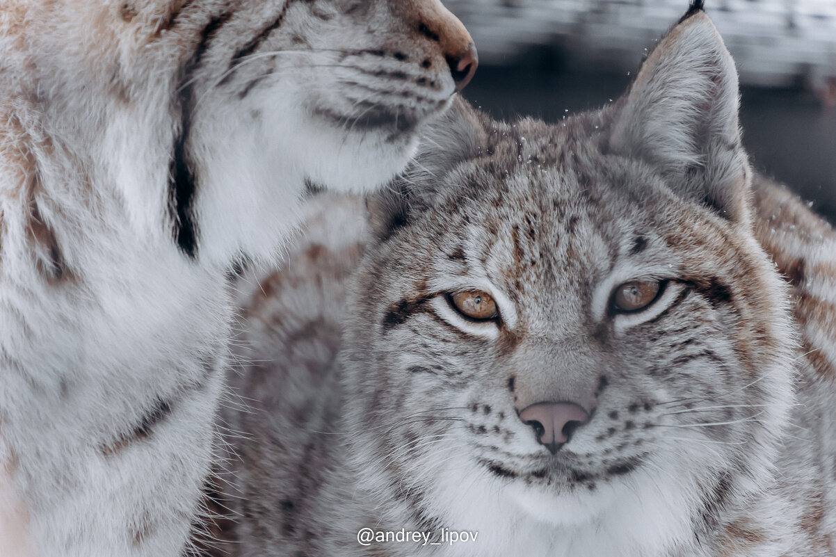 Рыси, нежность... - Андрей Липов