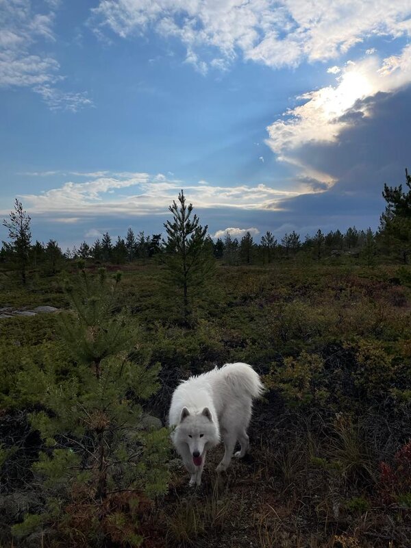 В диких горах - Георгиевич В диких горах - Георгиевич