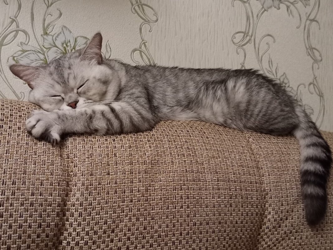 Сладкие сны. - photo Bo