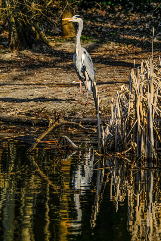 Цапля и её слабое отражение - Георгий А