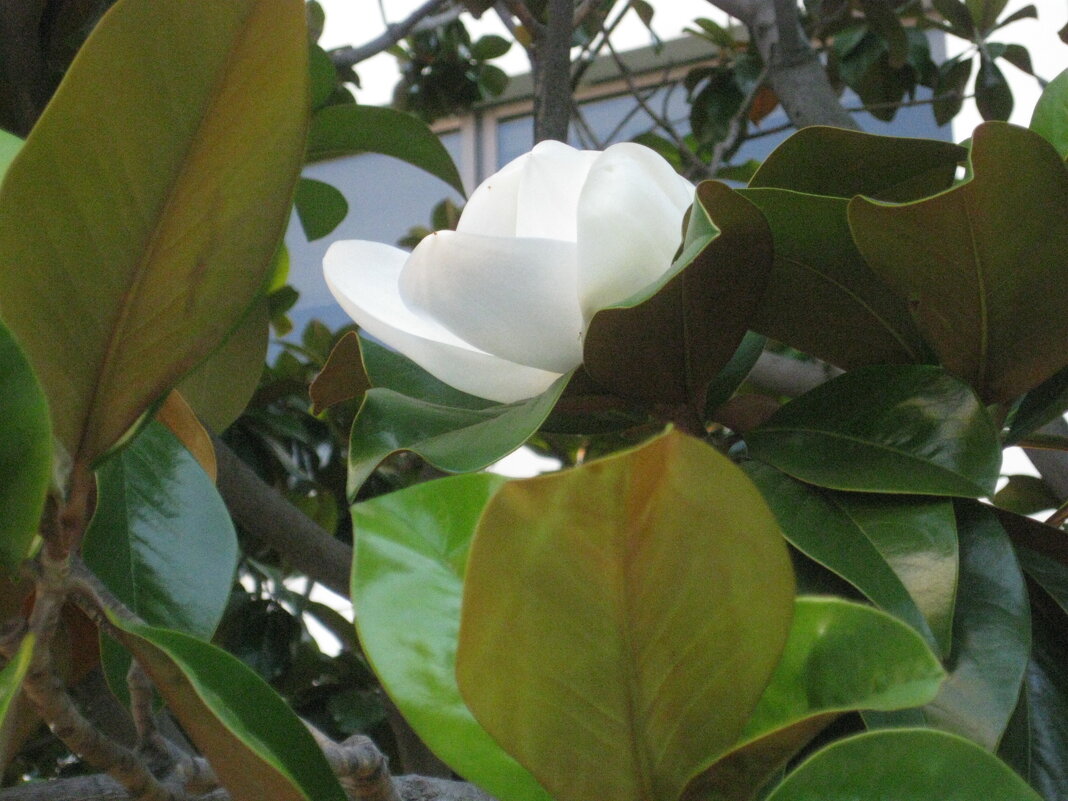 Пробуждение - Владимир Никольский (vla 8137)