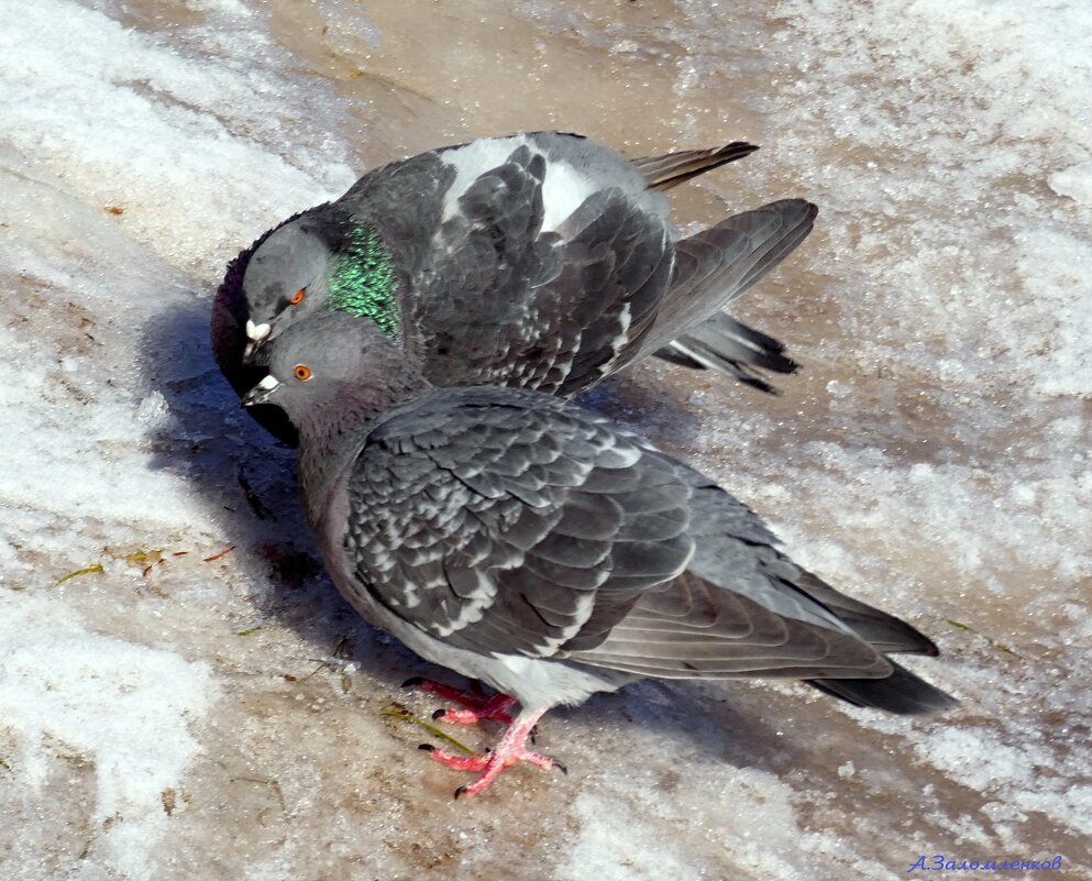 Чего, чего, размножаться уже пора, вот чего! :-) - Андрей Заломленков (настоящий) 