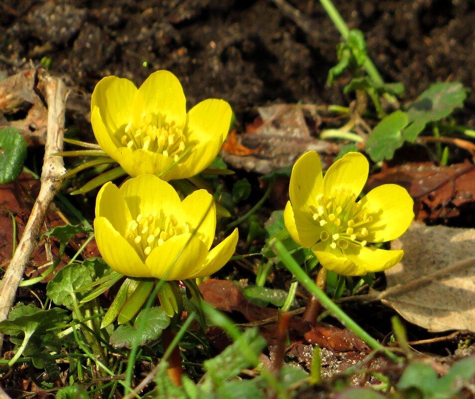 Весенник - Андрей Снегерёв Весенник - Андрей Снегерёв