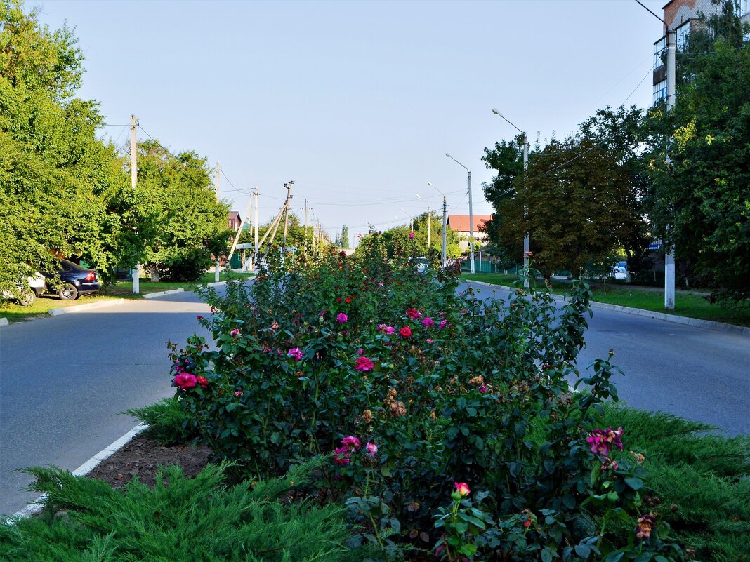 Приморско-Ахтарск. Аллея роз ул. 50 лет Октября. - Пётр Чернега Приморско-Ахтарск. Аллея роз ул. 50 лет Октября. - Пётр Чернега