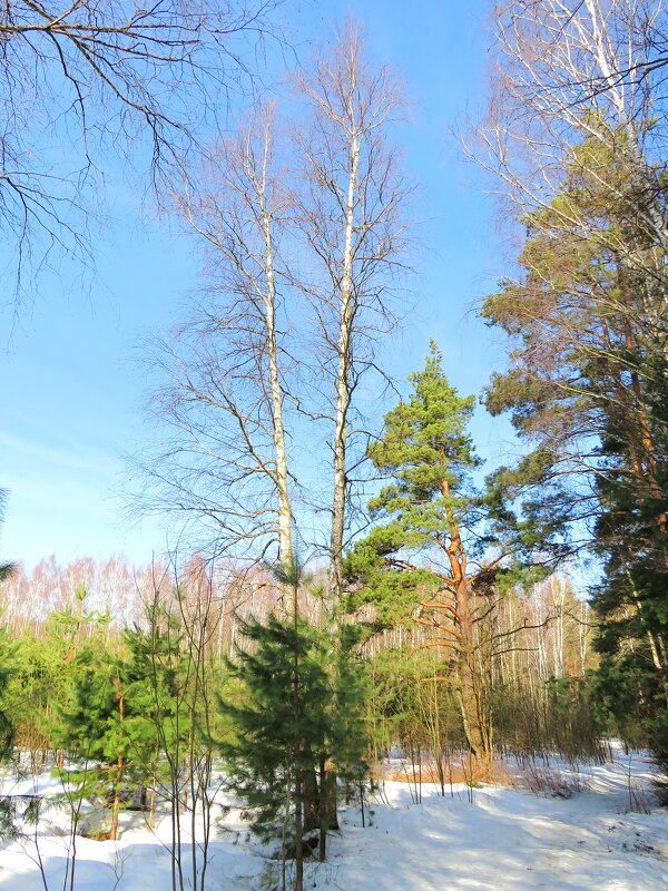 На весенней опушке - Андрей Снегерёв На весенней опушке - Андрей Снегерёв