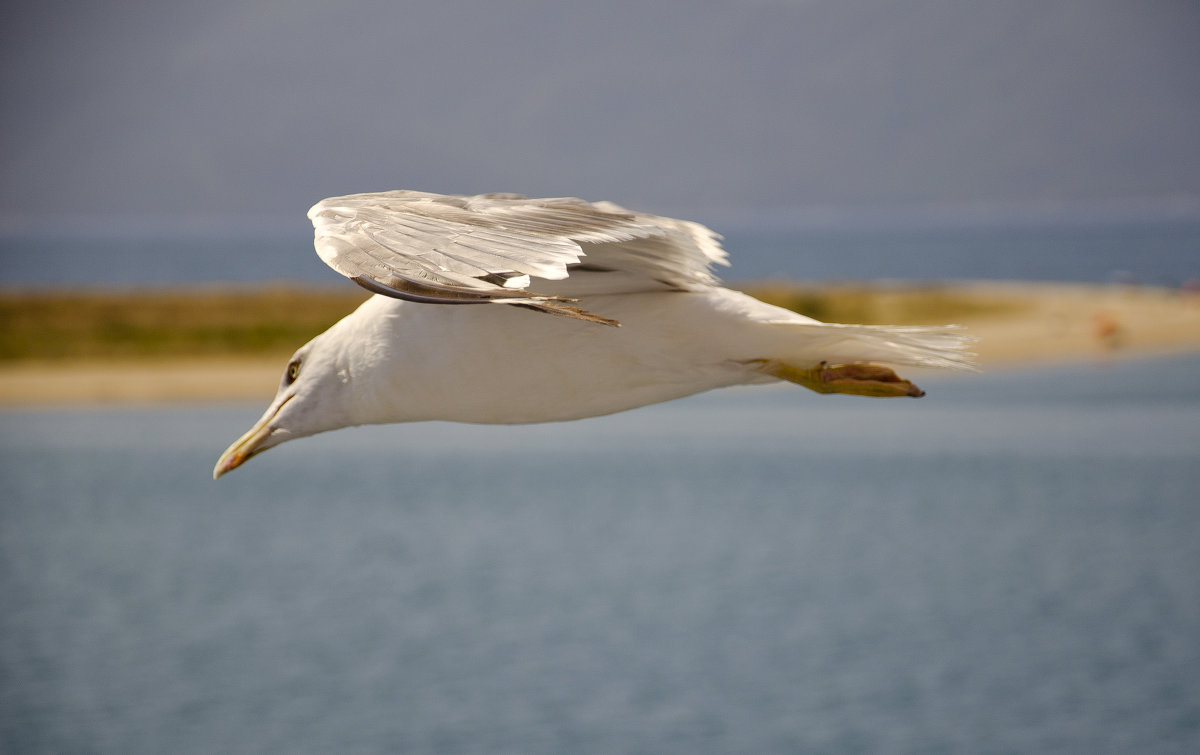 Пикирующий бомбардировщик - Сергей Лошкарёв Пикирующий бомбардировщик - Сергей Лошкарёв