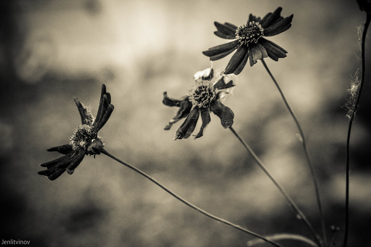 цветы - Евгений Литвинов цветы - Евгений Литвинов