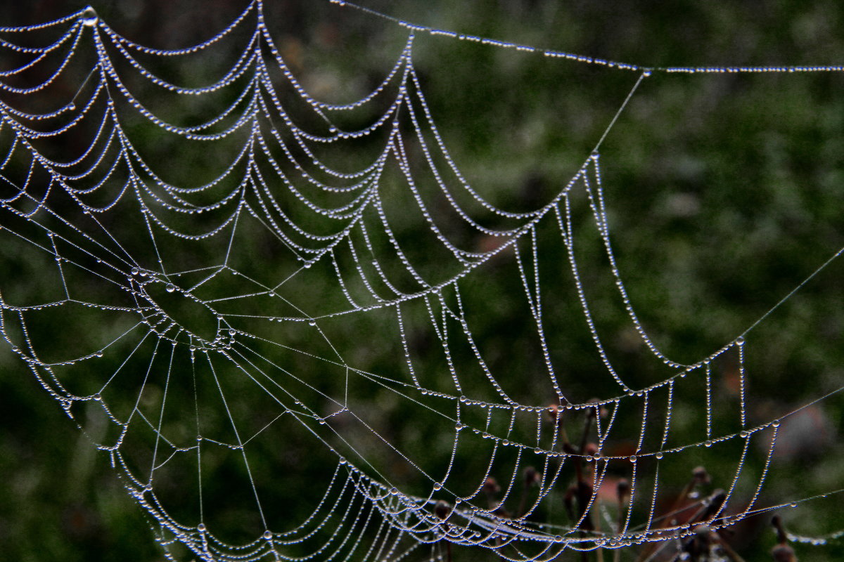 паутинка и росинка - valeriy g_g