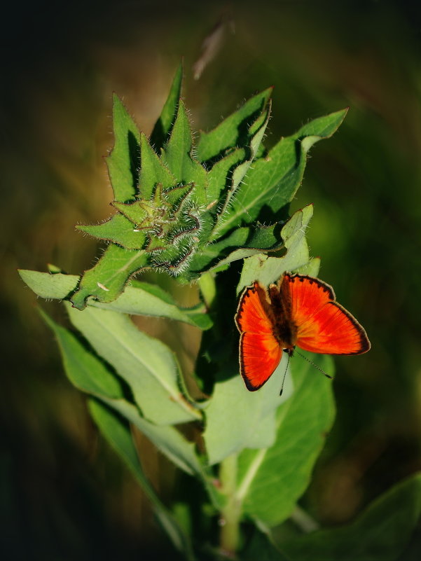 Lycaena dispar - Vladimir Beloborodov