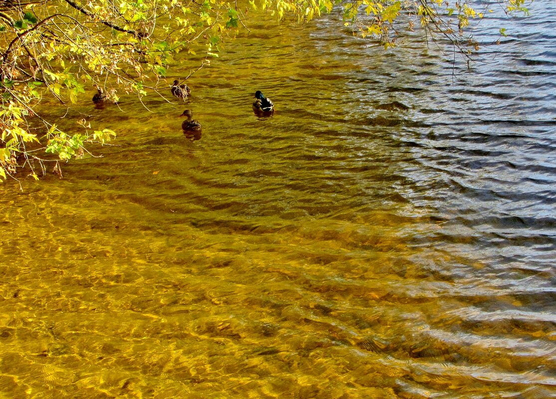 ..солнечная заводь в Серебряном бору... - galalog galalog ..солнечная заводь в Серебряном бору... - galalog galalog