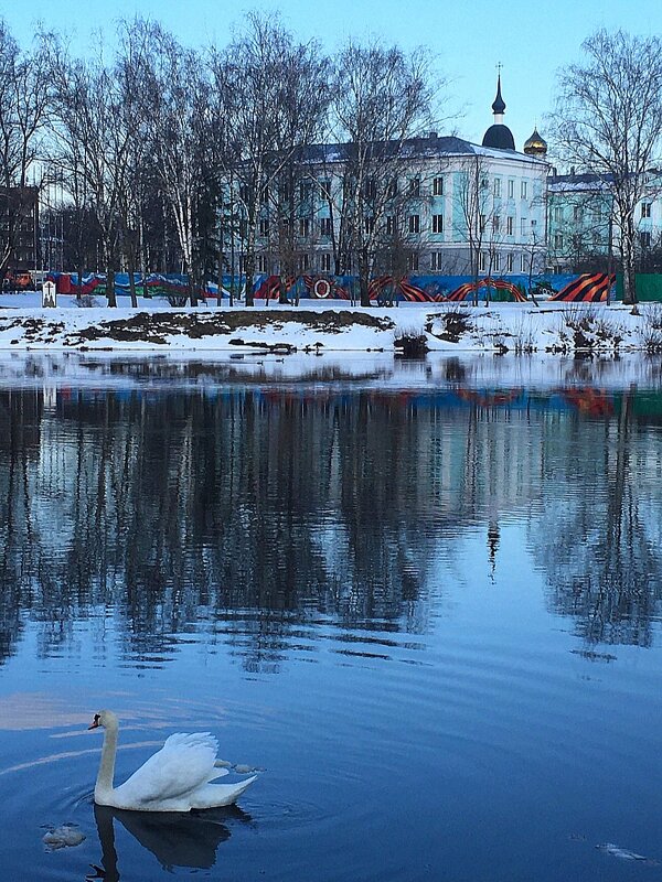 Город Великие Луки, 30.03.2023... Лебеди на Ловати... - Владимир Павлов