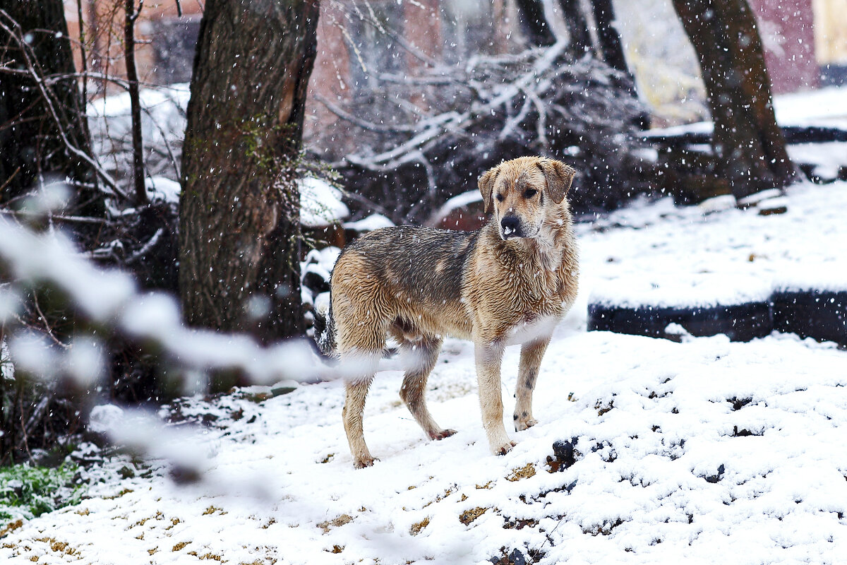Секс - террорист - Юрий Гайворонскiий Секс - террорист - Юрий Гайворонскiий