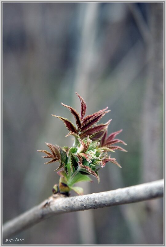 Пробуждение - Владимир Попов