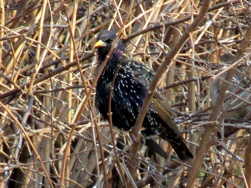 Скворец - Ольга Довженко
