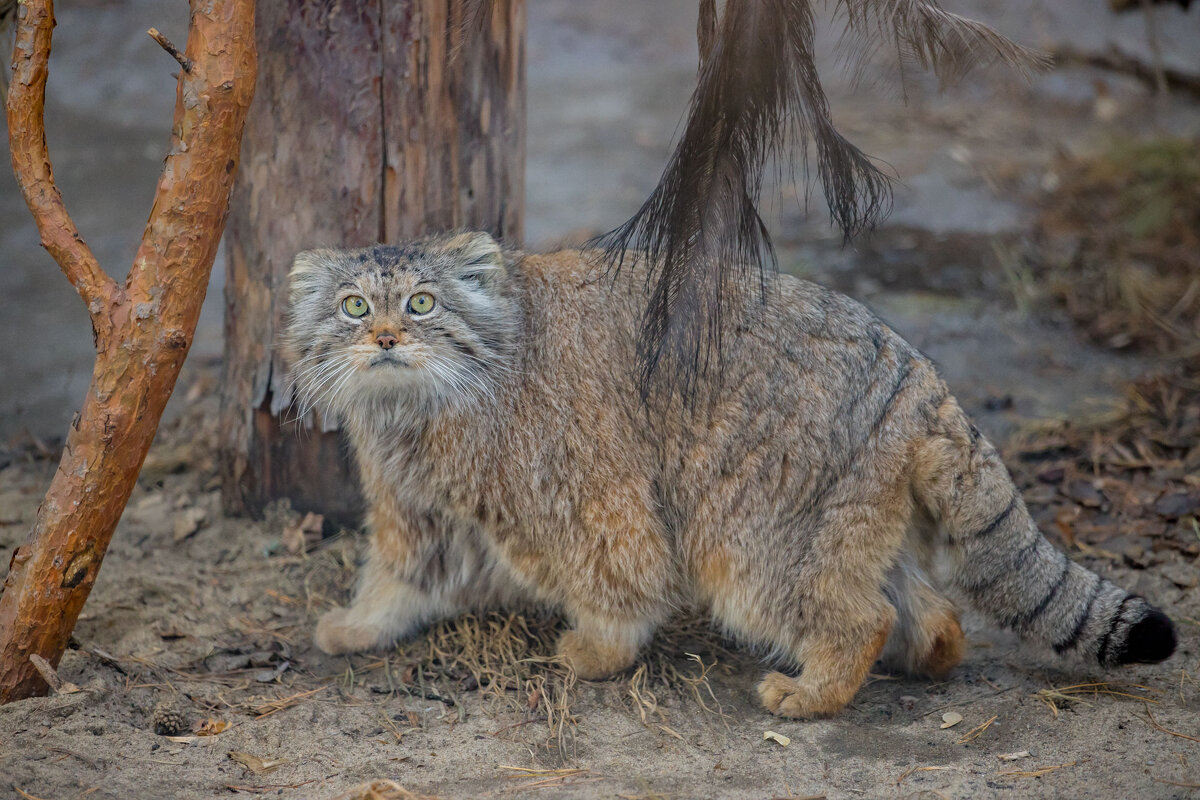 манул - аркадий 