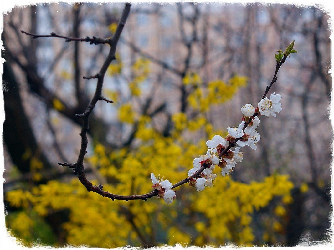 Абрикос и Форзиция - Сеня Белгородский