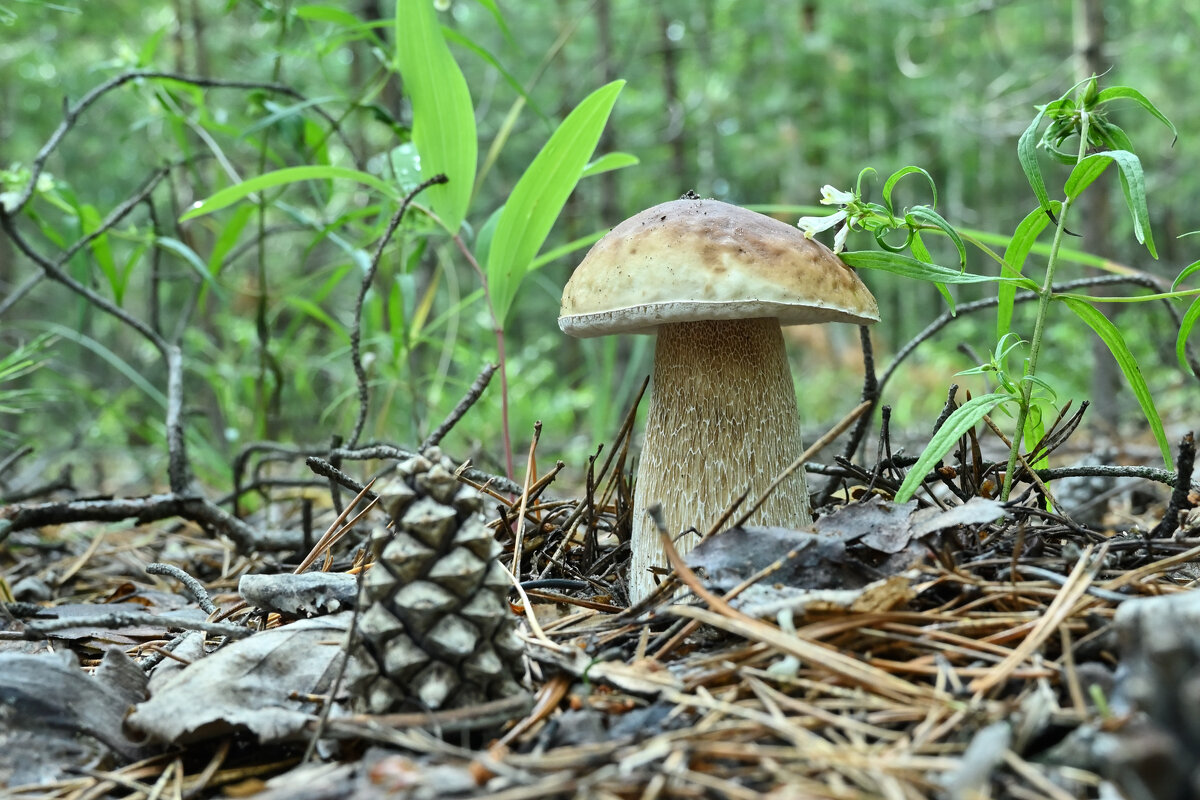 Лесной красавчик - Василий Колобзаров