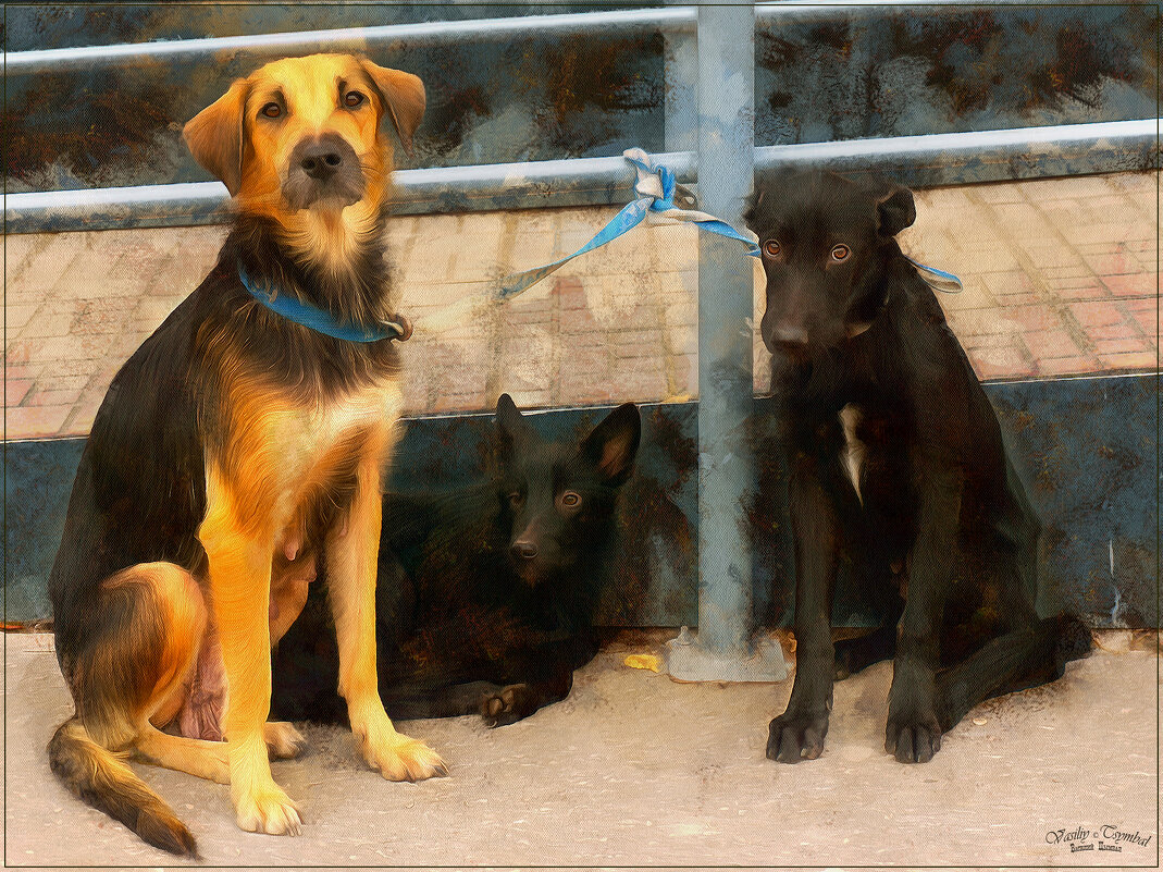 Заждались - Василий Цымбал