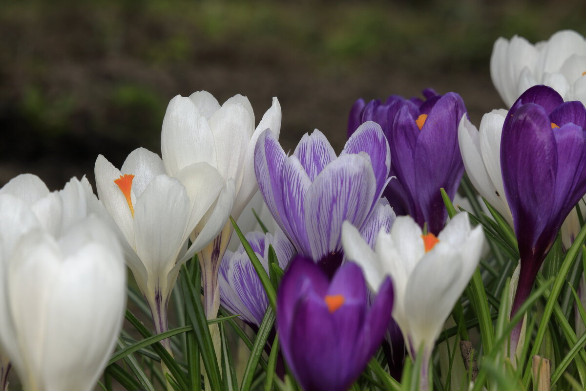 *** - Виктор Ноговицин