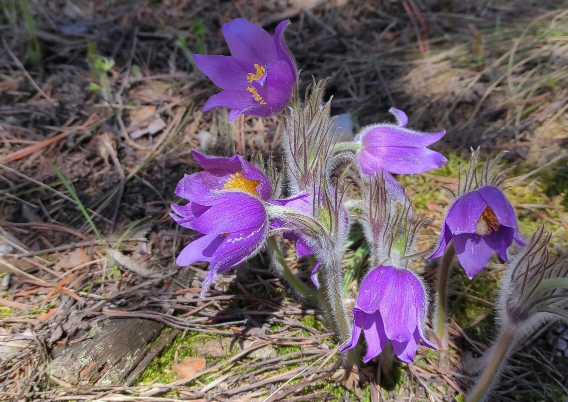 Первые лесные - Ната Волга