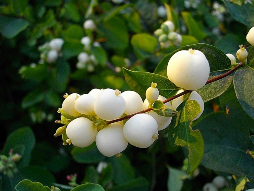 Снежноягодник. - VasiLina *