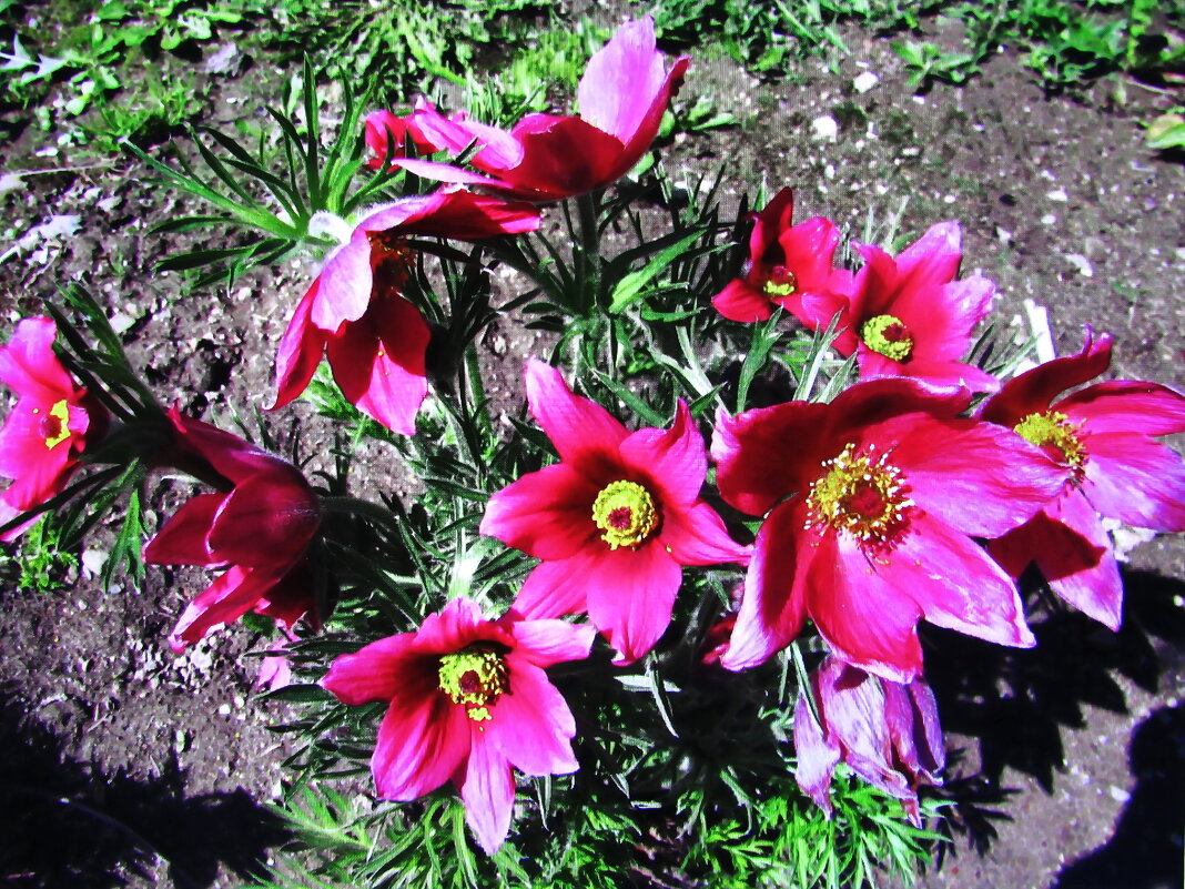 Красота - Людмила Смородинская Красота - Людмила Смородинская