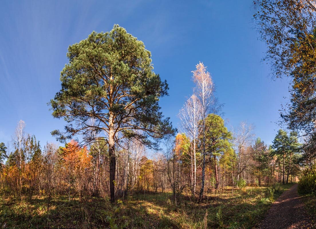 Осень - SanSan 