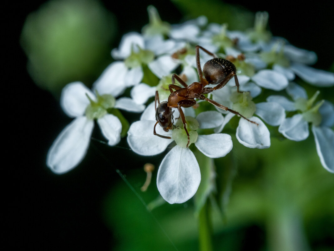 *** - Николай С