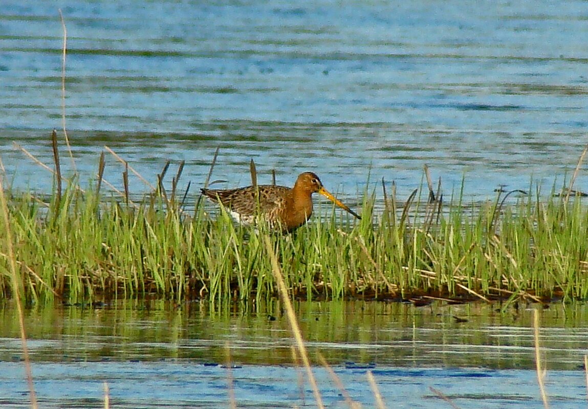 большой веретенник - gawrilа - dan большой веретенник - gawrilа - dan
