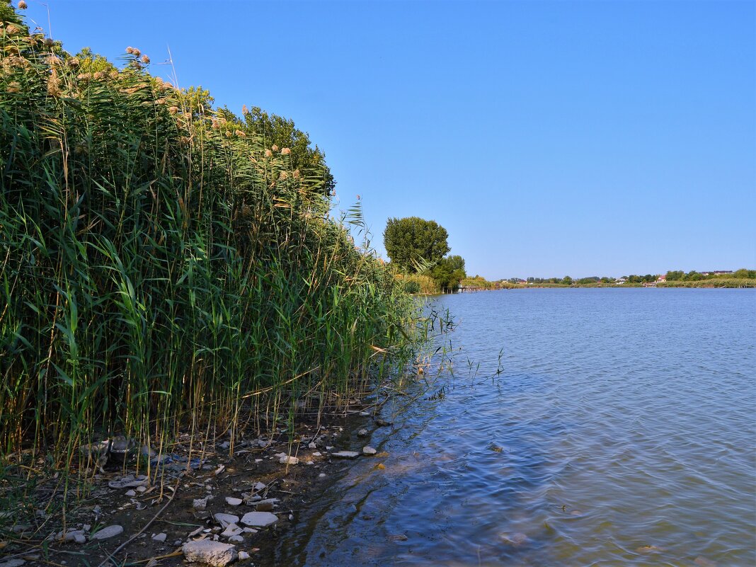 Тимашевск. Камыши левого берега реки Кирпили. - Пётр Чернега