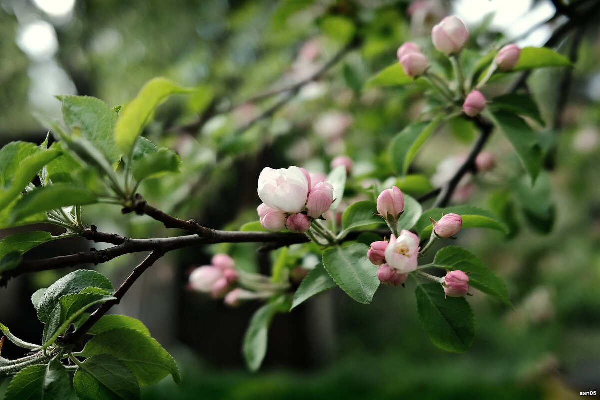 *** - san05 - Александр Савицкий *** - san05 - Александр Савицкий