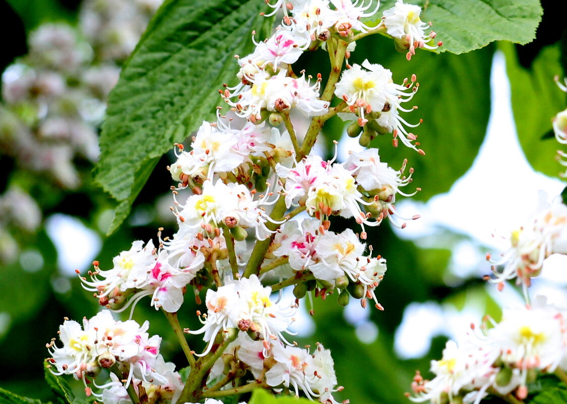 Каштан цветет! - жанна нечаева Каштан цветет! - жанна нечаева