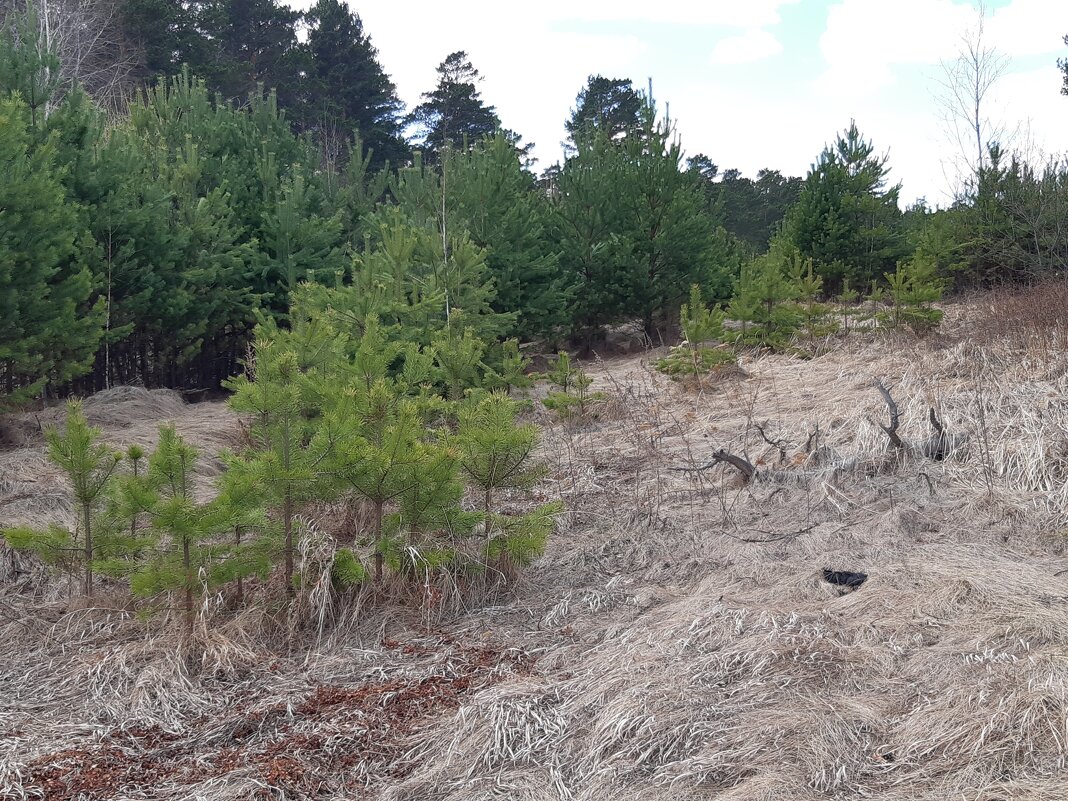 Начало весны - Галина Минчук Начало весны - Галина Минчук