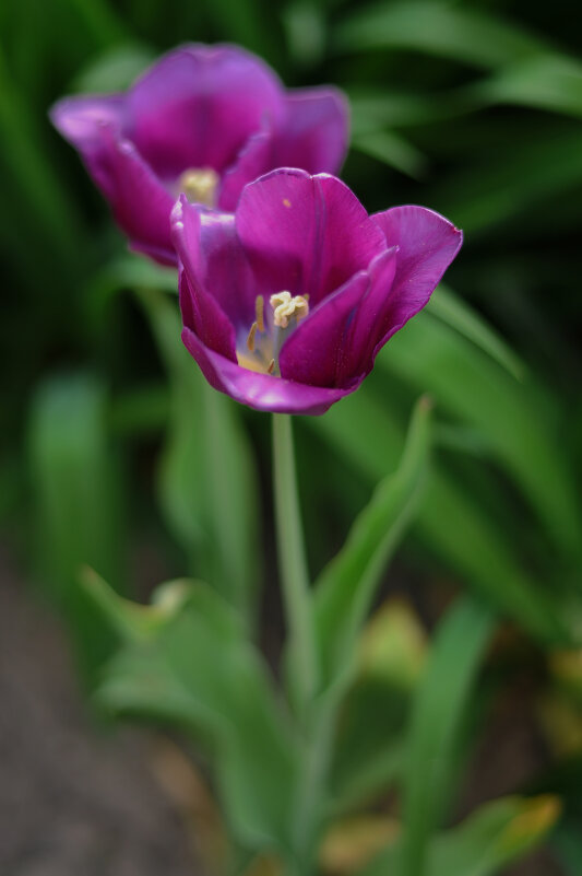 весна.цветы и краски - Георгий Никонов весна.цветы и краски - Георгий Никонов