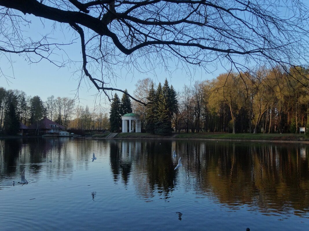 Лебяжий пруд на Крестовском острове - Лидия Бусурина