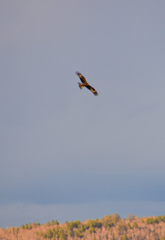 Санитар Сибирской тайги - Владимир Звягин