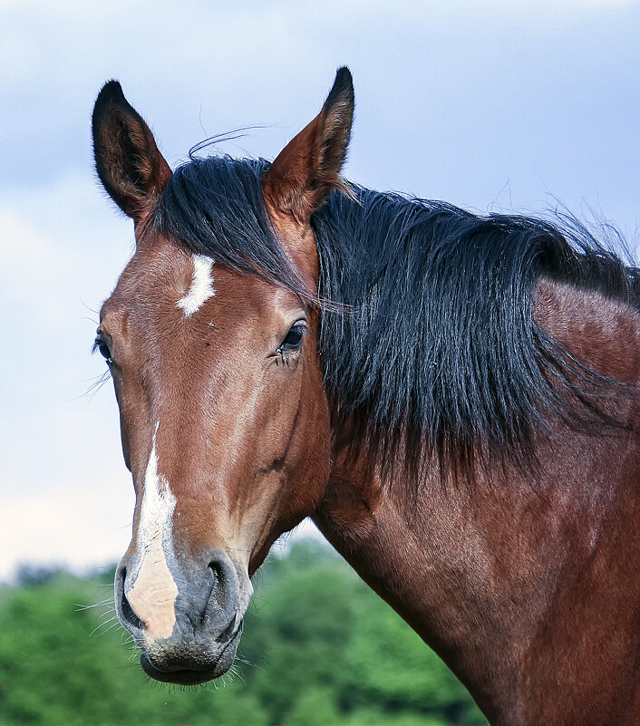 ***** - Alexander Andronik ***** - Alexander Andronik