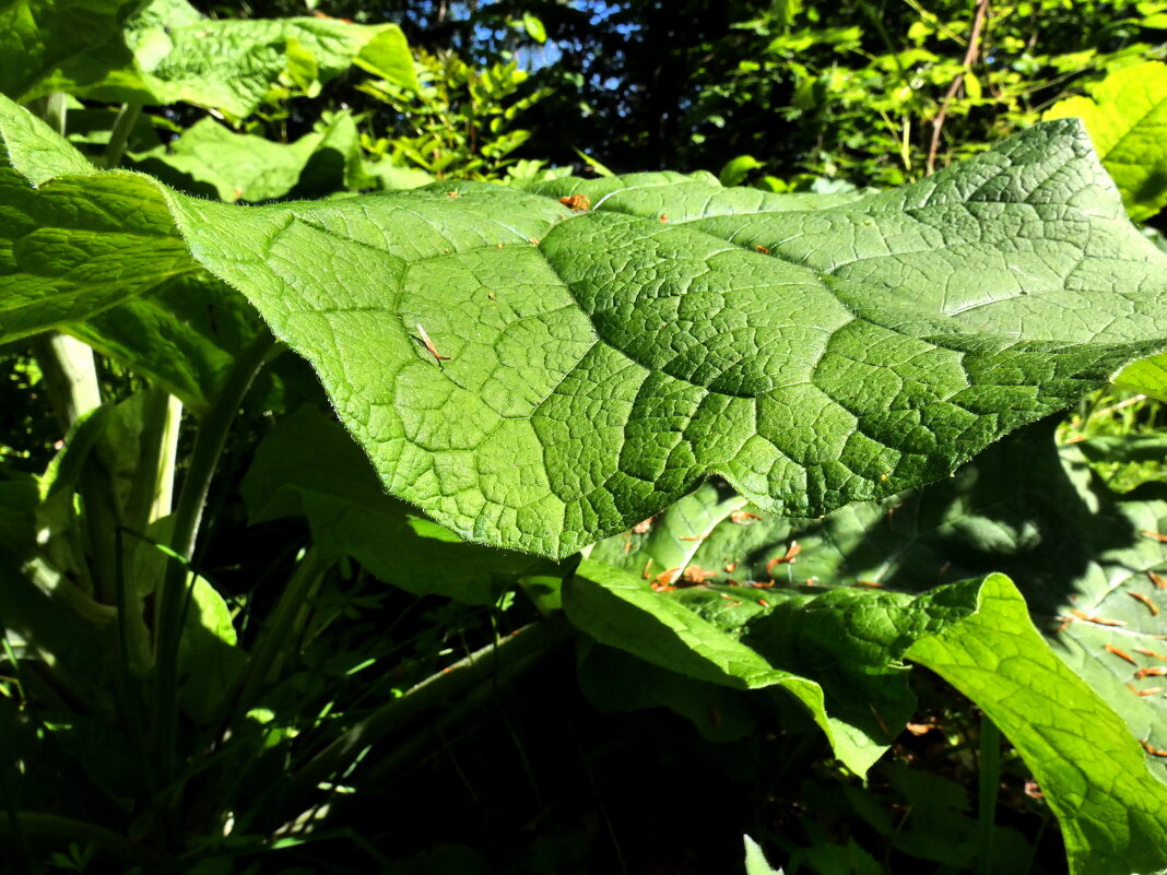 большой лопух - Heinz Thorns большой лопух - Heinz Thorns