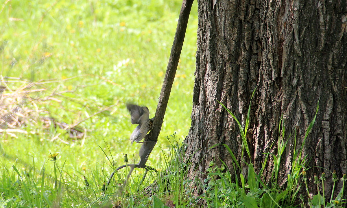 За вилы взямшись...) - Елена Минина За вилы взямшись...) - Елена Минина