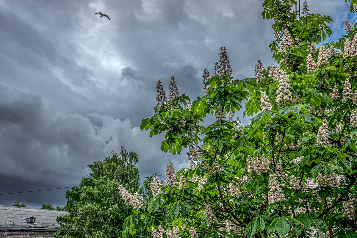 "Каштан над городом цветёт..." - Михаил "Skipper" "Каштан над городом цветёт..." - Михаил "Skipper"