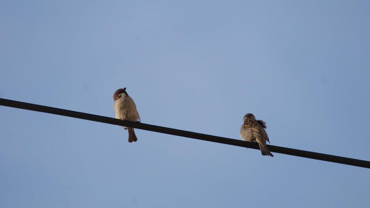 жизнь на проводах - Михаил Жуковский жизнь на проводах - Михаил Жуковский