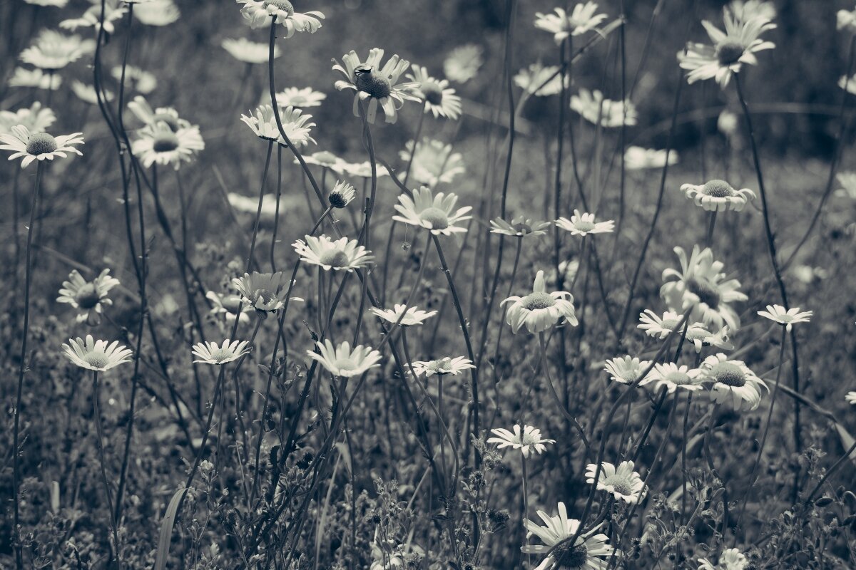 Leucanthemum vulgare Нивяник обыкновенный Поповник - wea *