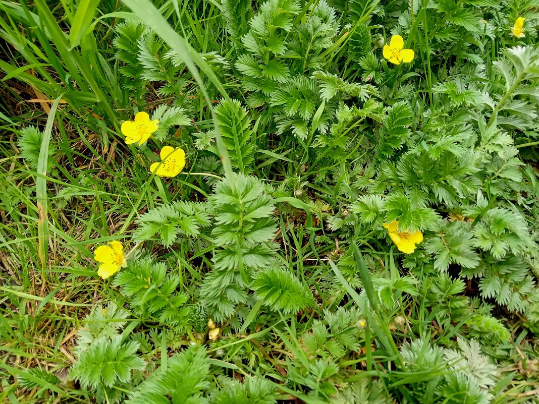 полевые цветы - Heinz Thorns