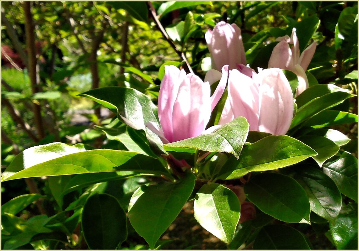 Ещё цветёт магнолия... - Валерия Комова Ещё цветёт магнолия... - Валерия Комова