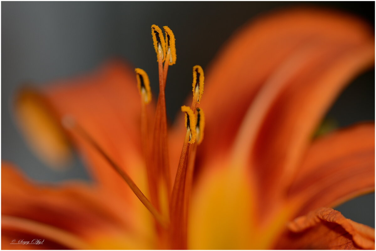 ..... - Sergey (Apg)