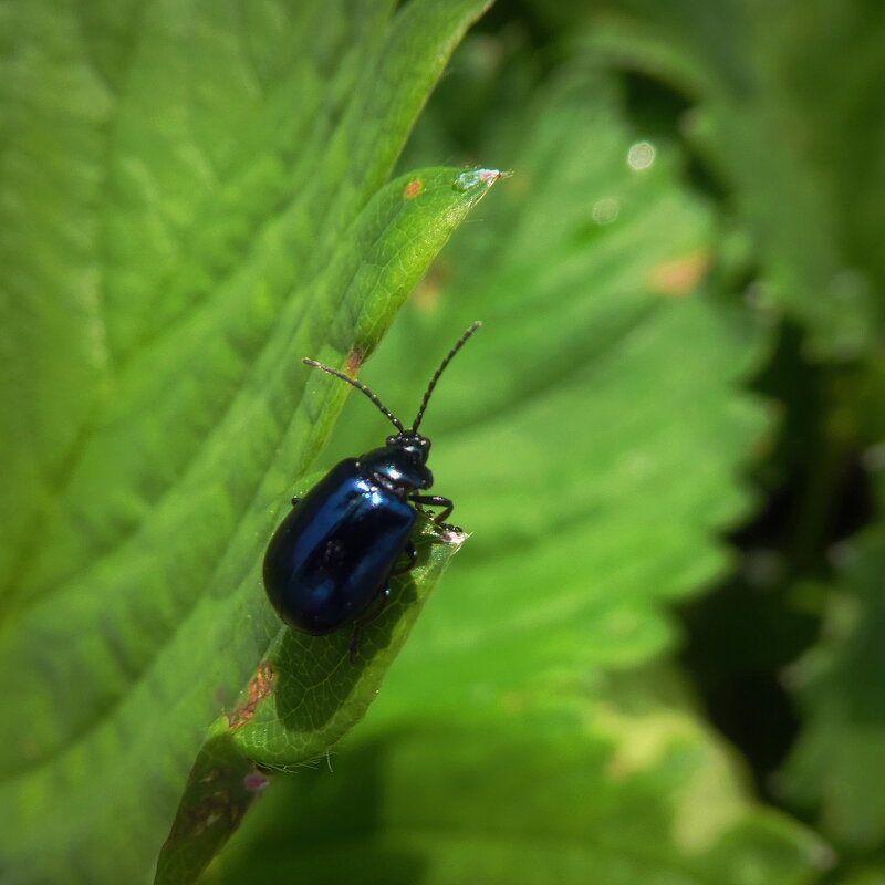 Малый жучок... - Владимир Шошин Малый жучок... - Владимир Шошин