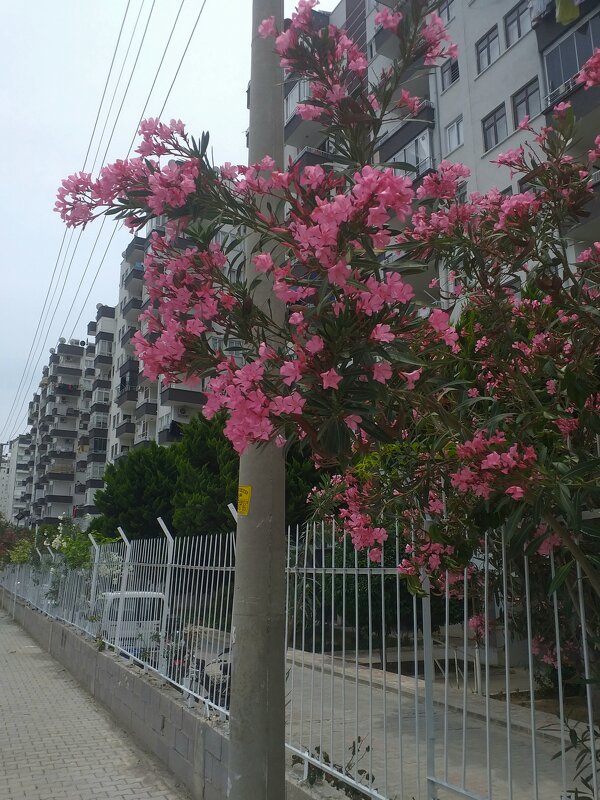 Mersin. - Murat Bukaev 